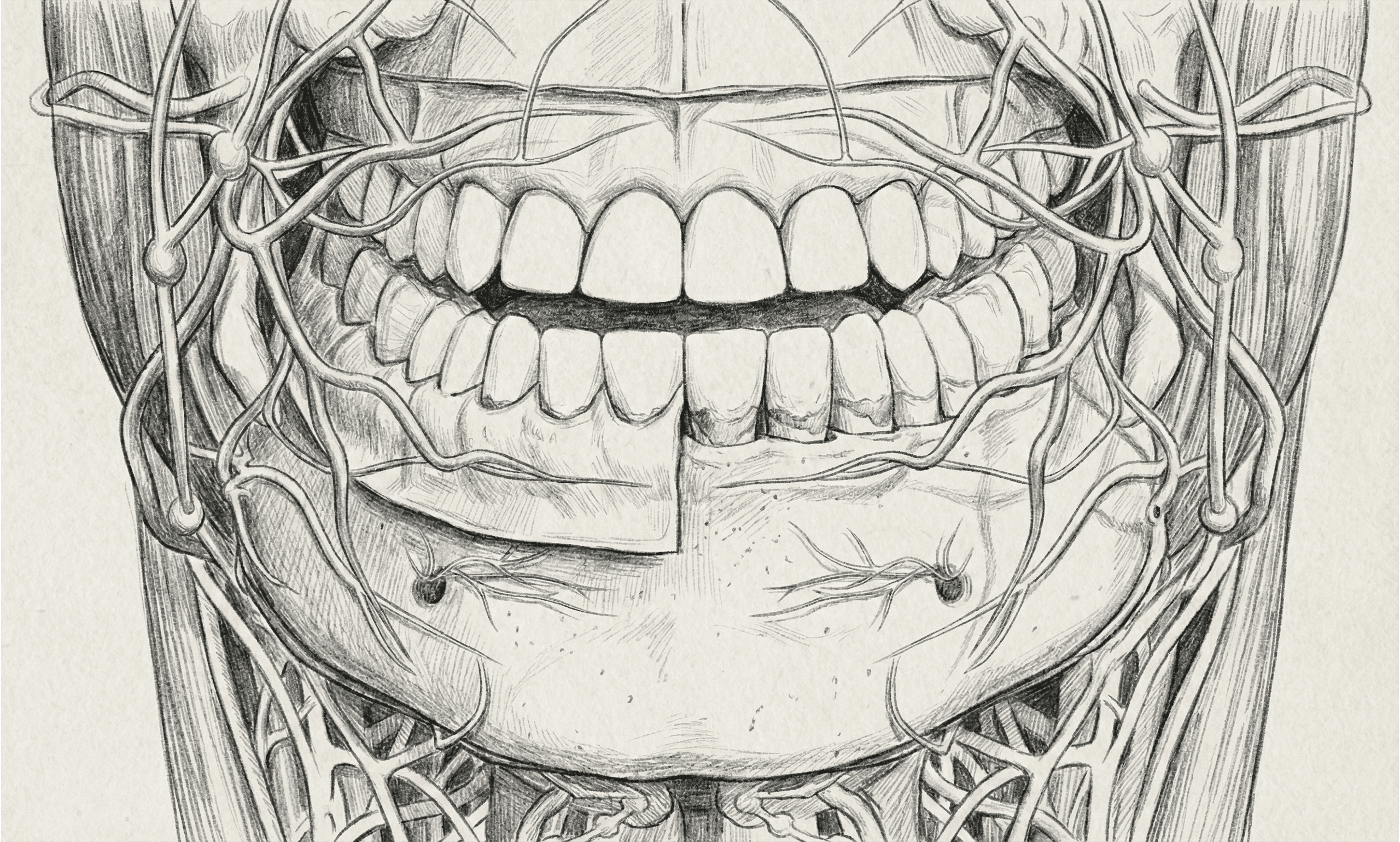 Dental Anatomy Overlap